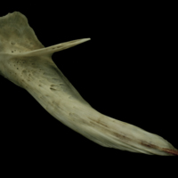 photo of Atlantic salmon posttemporal medial view