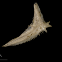 photo of White grouper preopercular lateral view