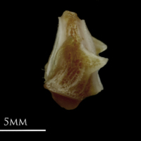 photo of Couch's seabream first vertebra lateral view