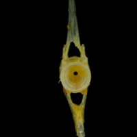 photo of Grey gurnard caudal vertebra anterior view