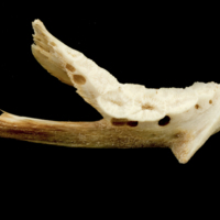 photo of Catfish dentary medial view