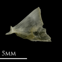 photo of Eelpout opercular lateral view