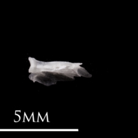 photo of European eel quadrate medial view