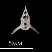 photo of European eel precaudal vertebra anterior view