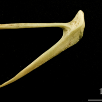 photo of European hake posttemporal lateral view