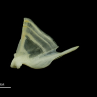 photo of Bullrout quadrate lateral view