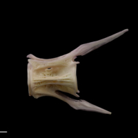 photo of Tub gurnard caudal vertebra lateral view