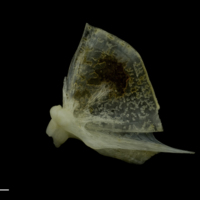 photo of Red gurnard quadrate lateral view