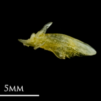 photo of Common sole articular medial view