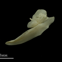 photo of Grayling posttemporal lateral view