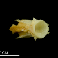 photo of Atlantic mackerel basioccipital detail view