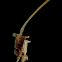 photo of Turbot precaudal vertebra lateral view