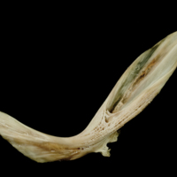 photo of Turbot cleithrum lateral view