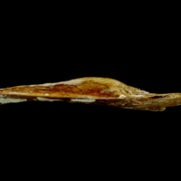 photo of Atlantic bluefin tuna  pharyngeal ventral view