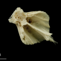 photo of Haddock basioccipital dorsal view