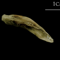 photo of Turbot supracleithrum medial view