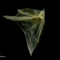 photo of Ruffe opercular medial view