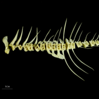 photo of John dory vertbral column lateral view