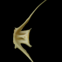 photo of Haddock caudal vertebra lateral view