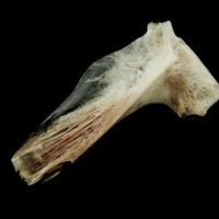 photo of Atlantic halibut hyomandibular lateral view