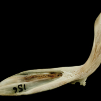 photo of Turbot cleithrum lateral view