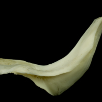 photo of Common carp cleithrum lateral view