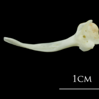 photo of European plaice maxilla medial view