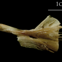 photo of Turbot ceratohyal medial view