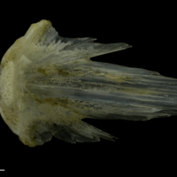 photo of Red gurnard vomer medial view