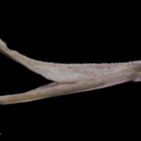 photo of Tub gurnard dentary medial view