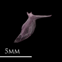 photo of Dragonet for assessment lateral view