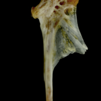 photo of Couch's seabream hyomandibular medial view