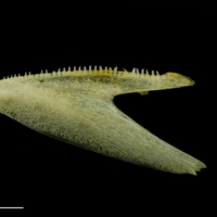 photo of Atlantic mackerel dentary lateral view