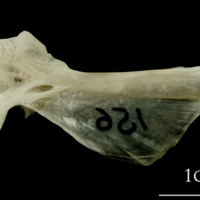 photo of Turbot hyomandibular medial view