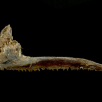 photo of Atlantic bluefin tuna  premaxilla lateral view