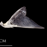 photo of Atlantic herring articular medial view