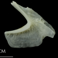 photo of European plaice urohyal lateral view