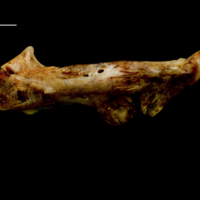 photo of Ballan wrasse ceratohyal epihyal complex lateral view