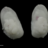 photo of Meagre otolith(s) detail view