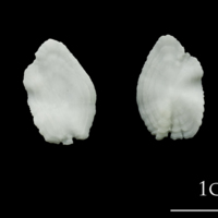 photo of Atlantic halibut otolith(s) detail view