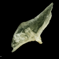 photo of Garfish subopercular medial view