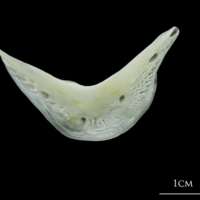 photo of European plaice preopercular lateral view