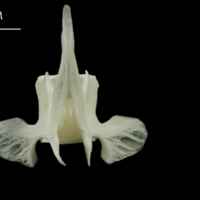 photo of Ling precaudal vertebra dorsal view
