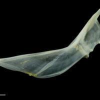 photo of Poor cod cleithrum lateral view