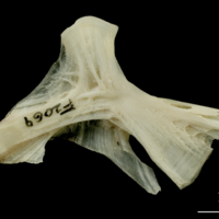 photo of Haddock hyomandibular medial view