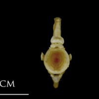 photo of Spanish mackerel ultimate vertebra anterior view