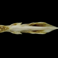 photo of European conger vomer ventral view