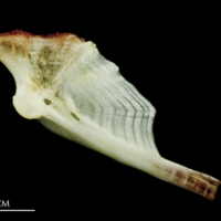 photo of Freshwater bream hyomandibular medial view