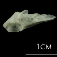 photo of European plaice posttemporal lateral view