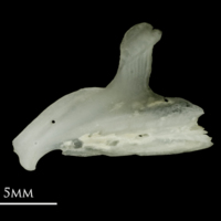 photo of Roach dentary lateral view